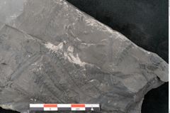 Foto (Detailansicht) von Neuropteris sp.  (NHMW-GEO-2024-0188-10688)